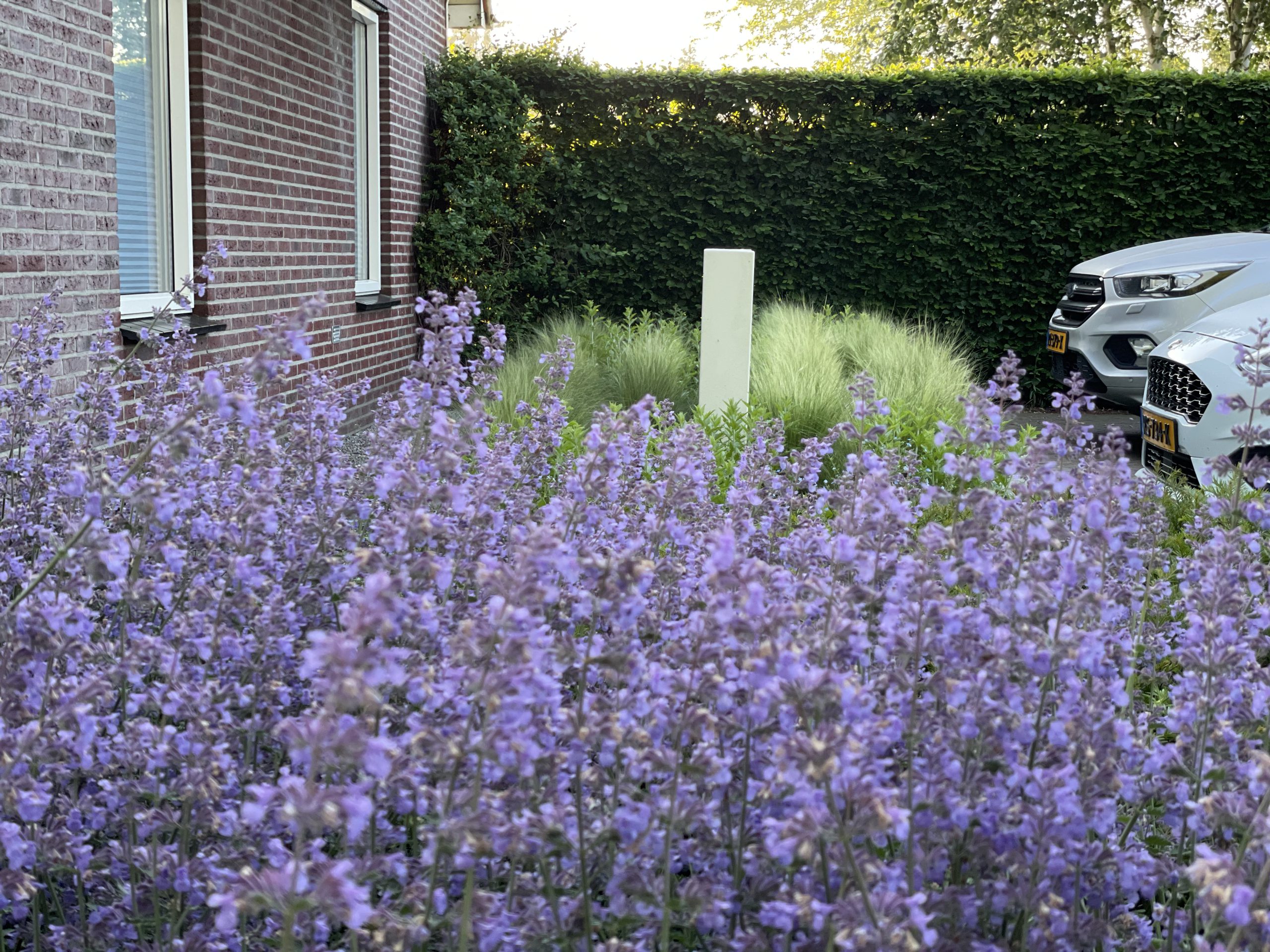 Bloeiende paarse border met siergrassen en een haag bij een woning