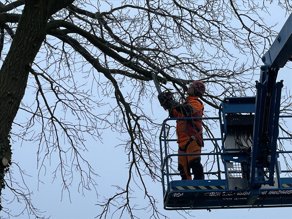 Curatio-boomspecialist snoeit een boom vanuit een hoogwerker
