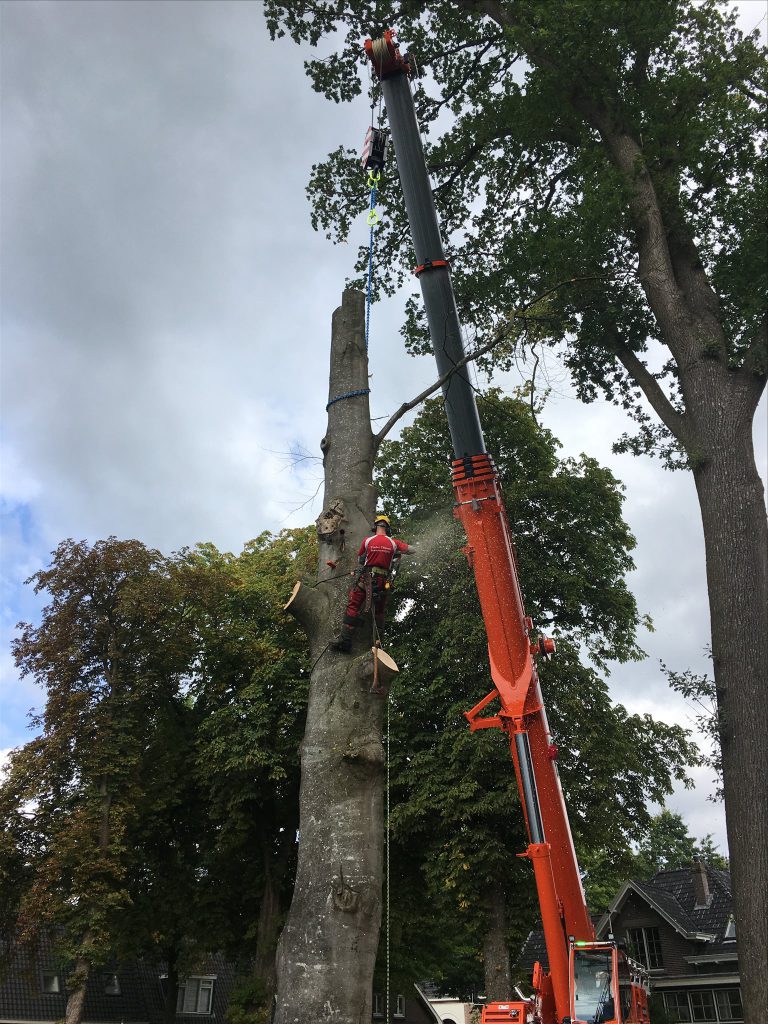 Boomspecialist verwijdert een boom gecontroleerd met kraan en klimtechniek
