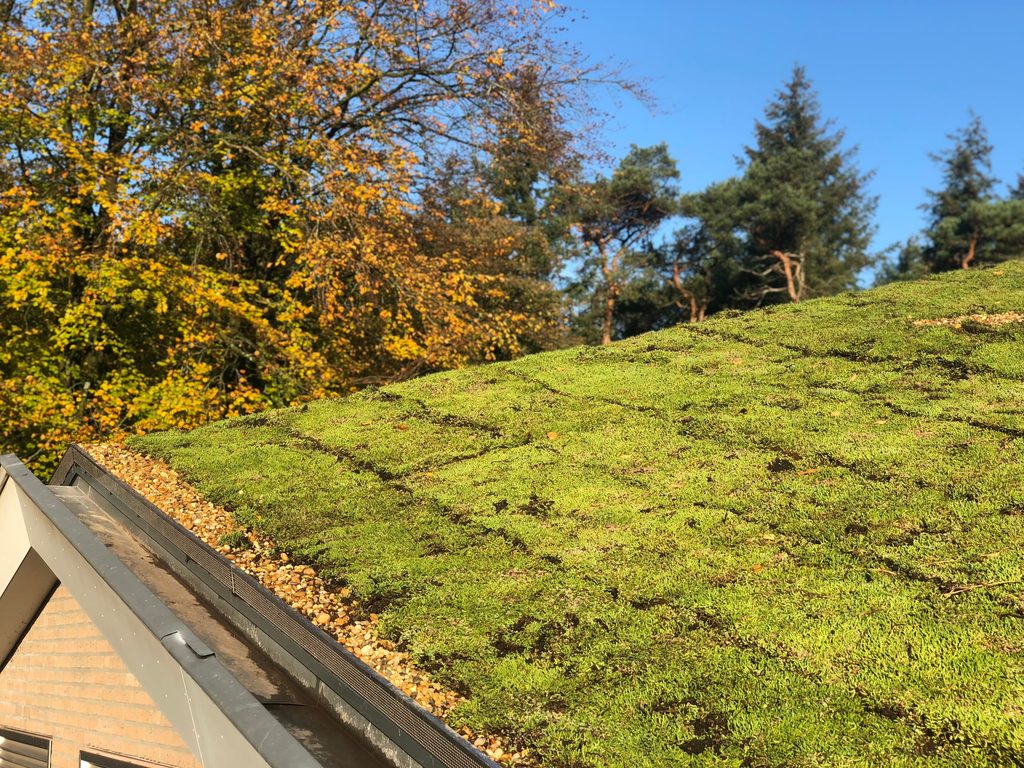 Close-up van sedum en grind langs de dakrand