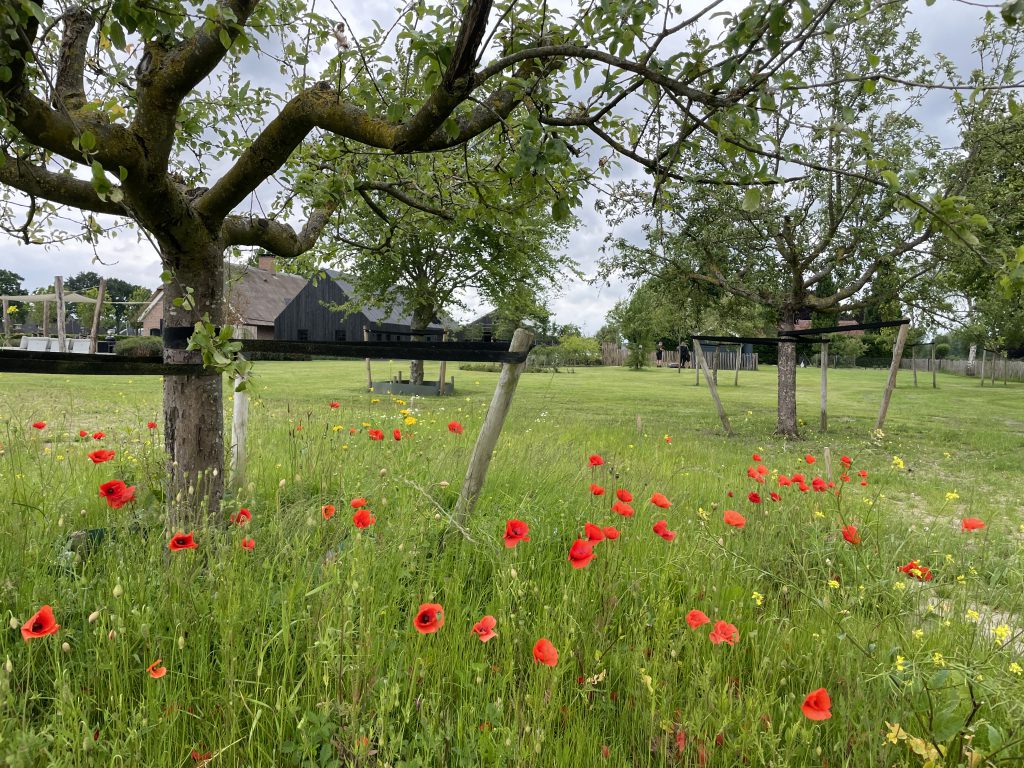 Boomgaard met bloemrijke weide in de landelijke villatuin in Zwolle