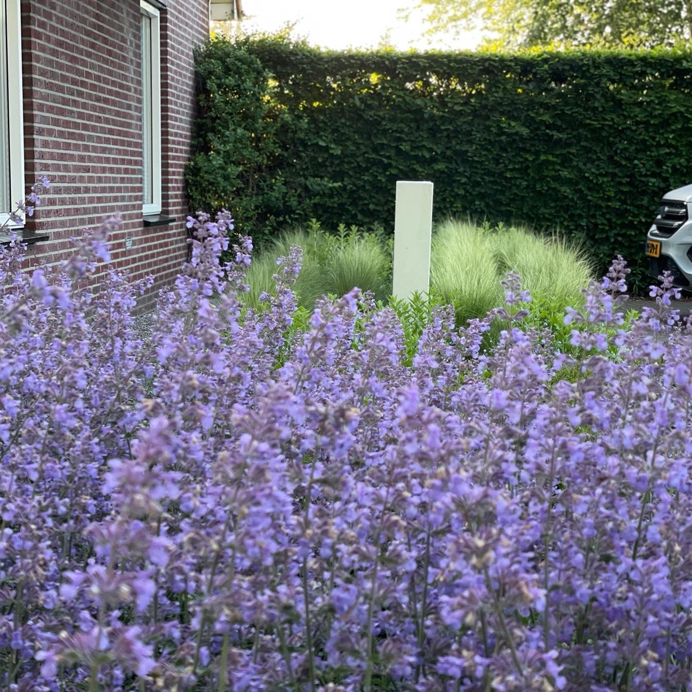 Bloeiende paarse beplanting en siergrassen in een voortuin