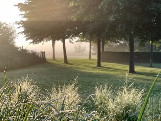 Siergrassen en bomen in een tuin bij warm ochtendlicht
