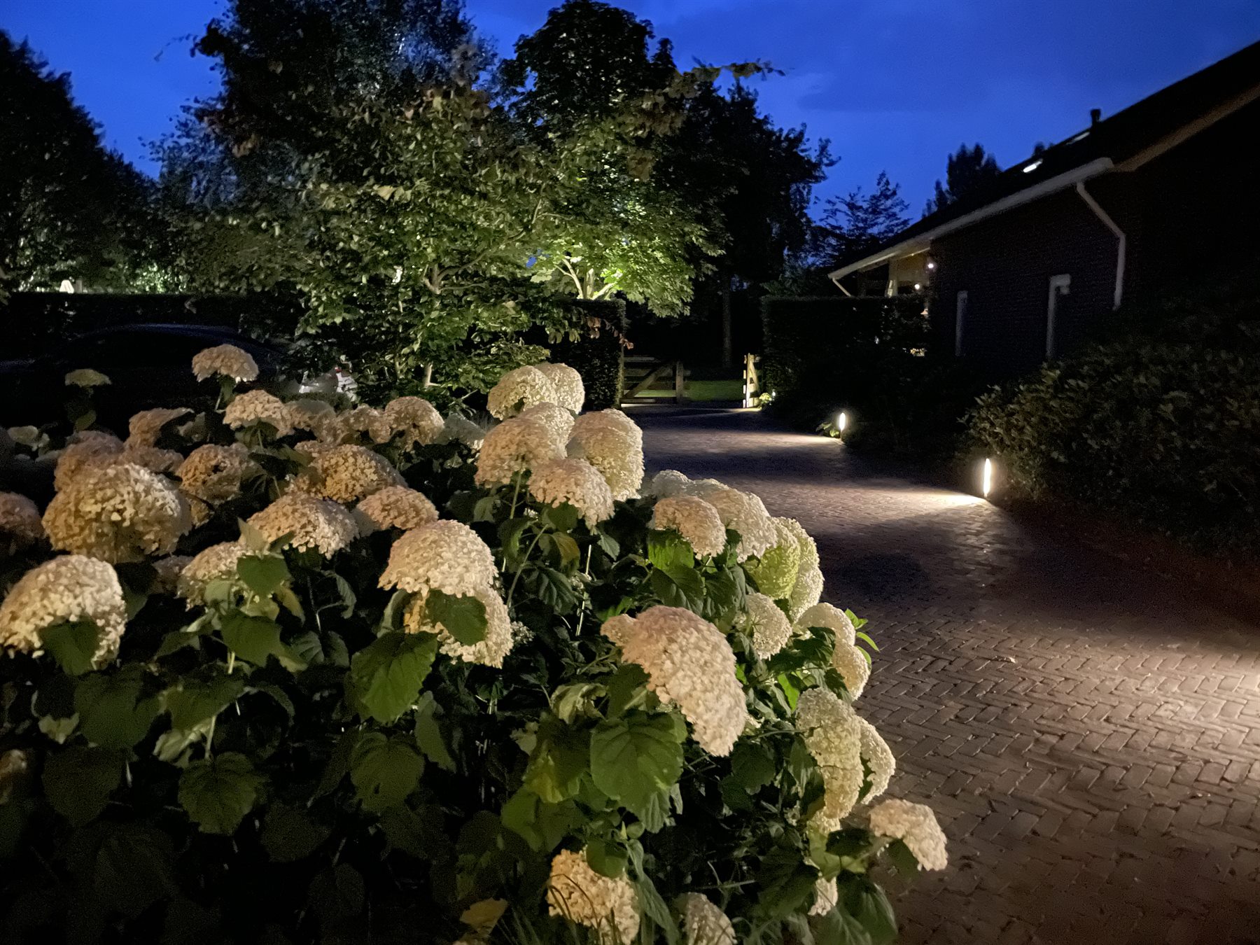Tuinverlichting langs een oprit met bloeiende hortensia’s