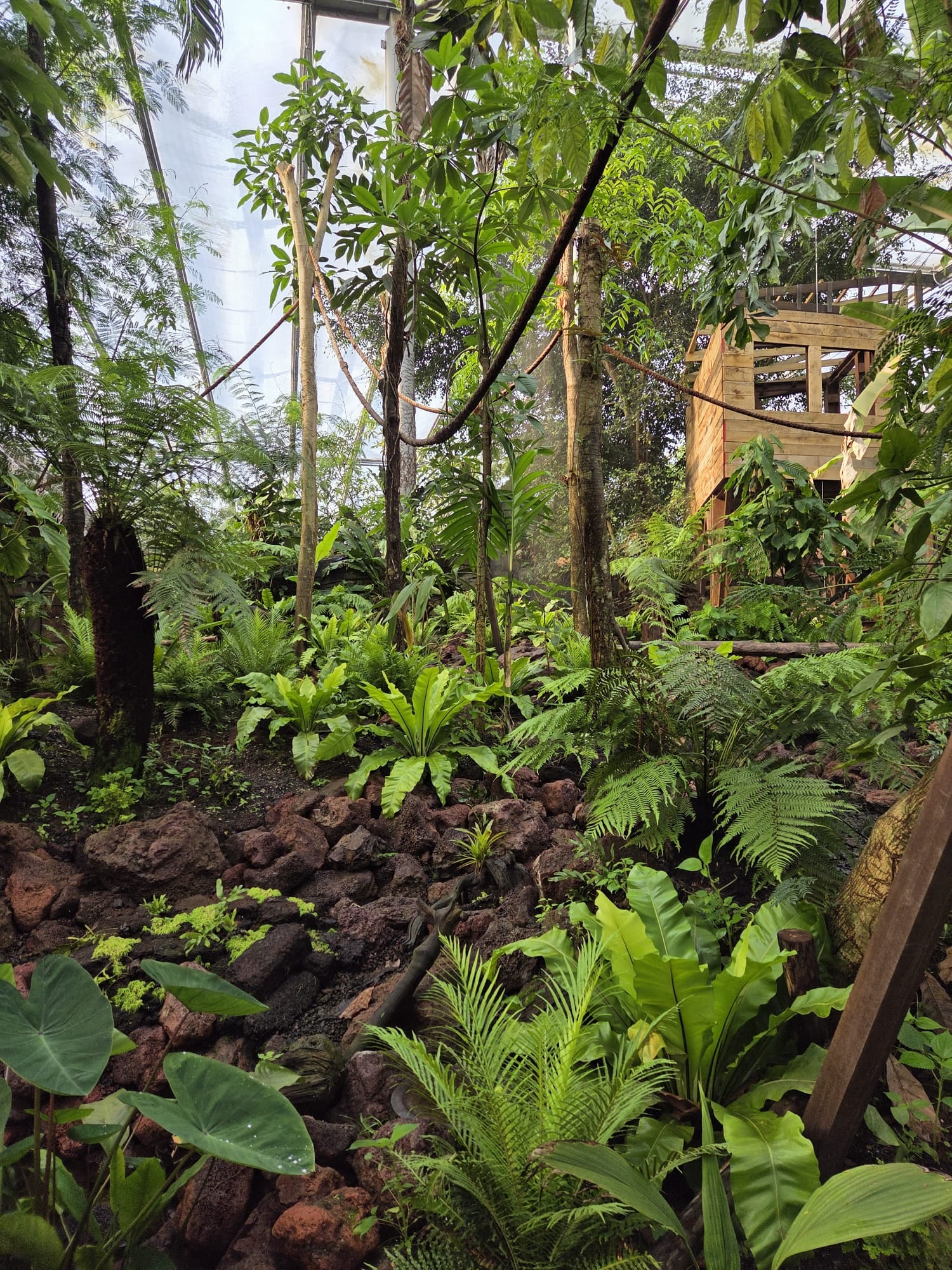 Weelderig nevelwoud met varens en tropische planten in Yunka