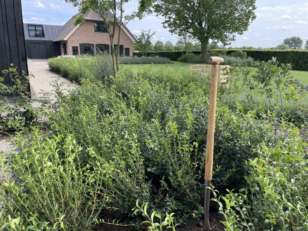 Hagen en natuurlijke beplanting rondom de landelijke villa in Zwolle