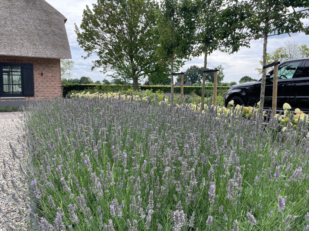 Bloeiende beplanting langs de oprit van de villatuin in Zwolle