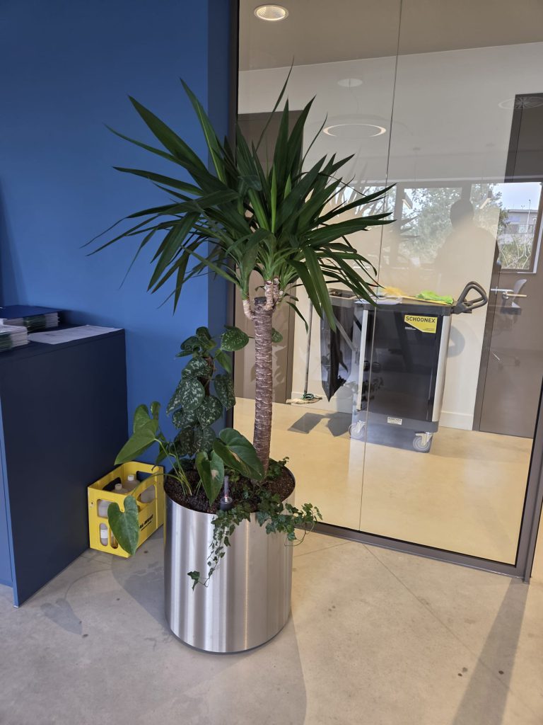 Gemengde kantoorbeplanting in een verrijdbare plantenbak
