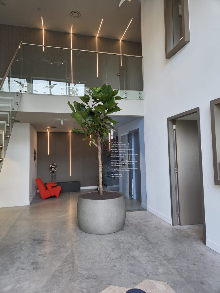 Grote Ficus lyrata in de ontvangsthal van Wolbers Watermanagement