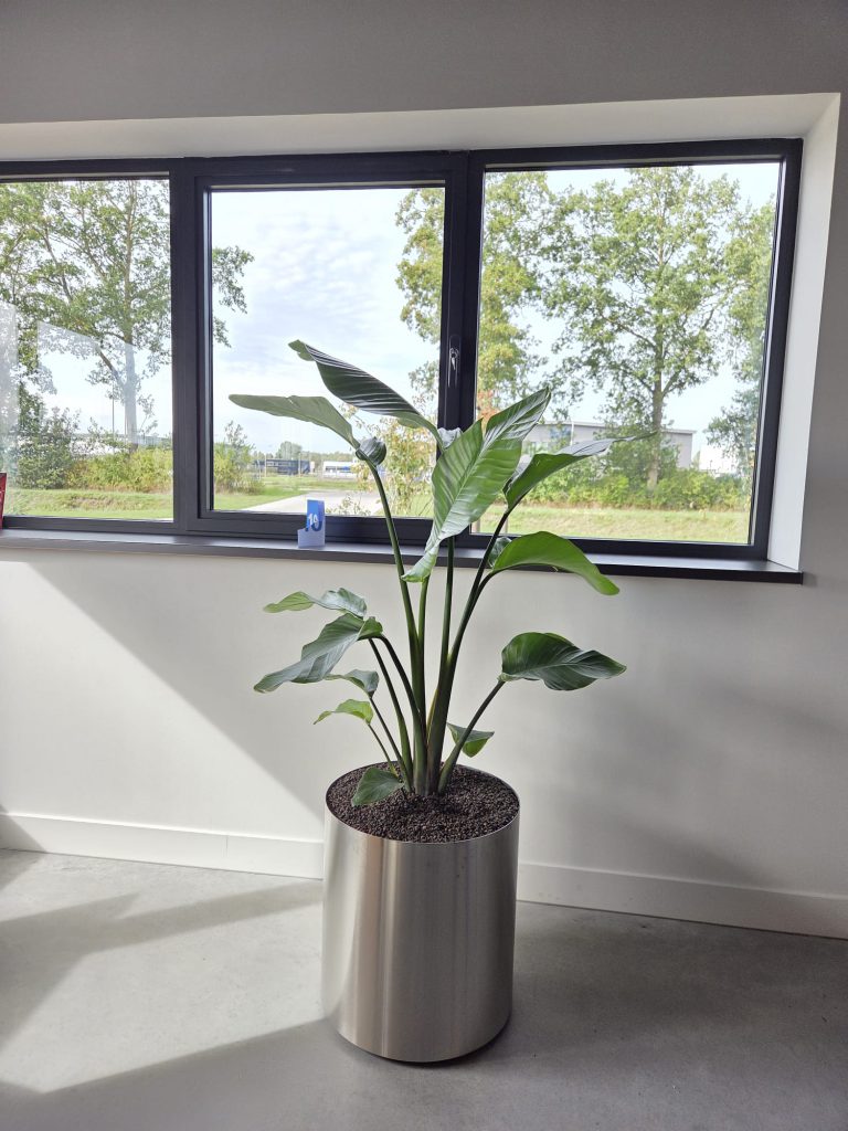 Groene kantoorplant in een metalen plantenbak bij het raam