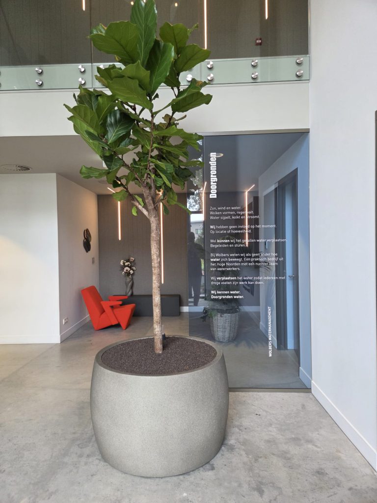 Ficus lyrata in een royale plantenbak van Luca Lifestyle