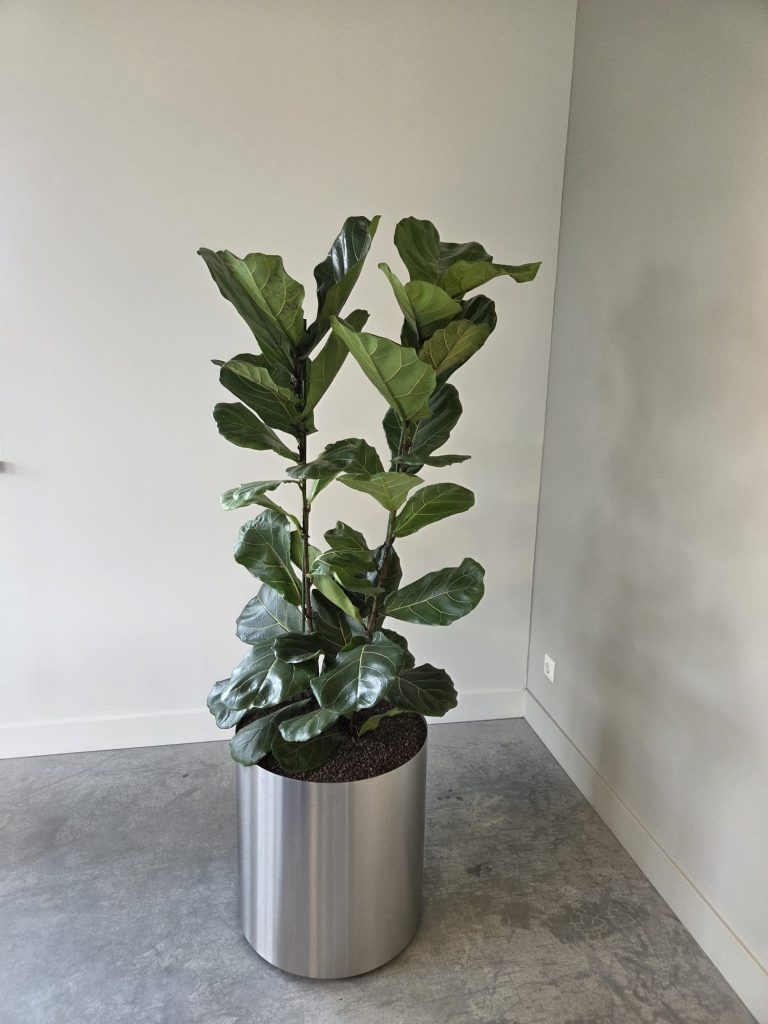 Ficus lyrata in een cilindervormige plantenbak in het kantoor